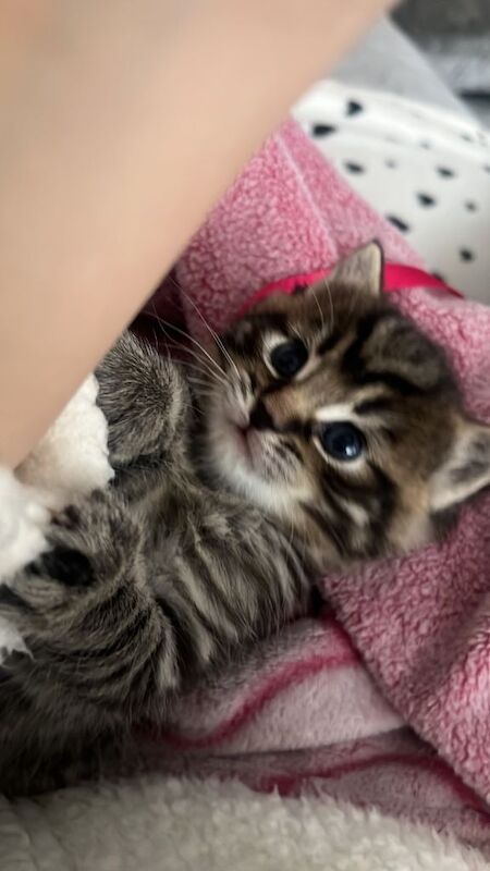 Ragdoll kittens for sale in Inverurie, Aberdeenshire – 5 weeks old