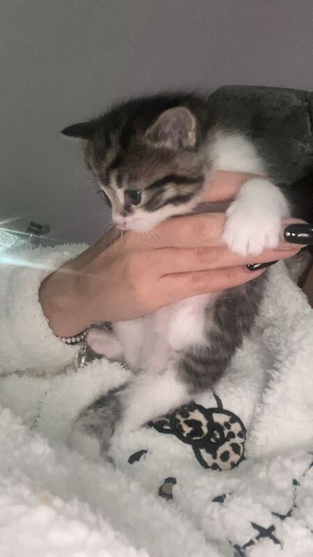 Ragdoll kittens for sale in Inverurie, Aberdeenshire – 5 weeks old - Image 2 of 5