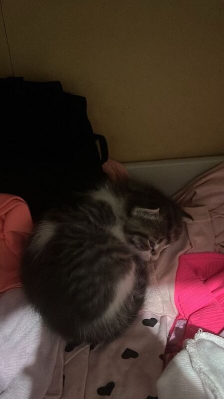 Ragdoll kittens for sale in Inverurie, Aberdeenshire – 5 weeks old - Image 3 of 5