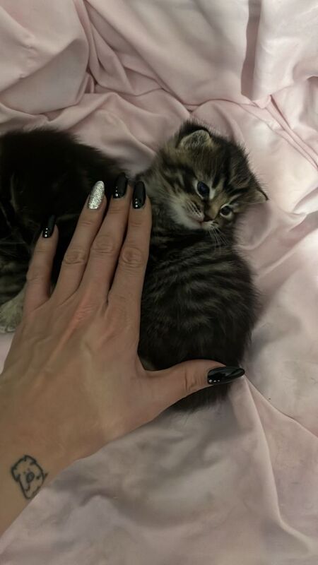 Ragdoll kittens for sale in Inverurie, Aberdeenshire – 5 weeks old - Image 4 of 5