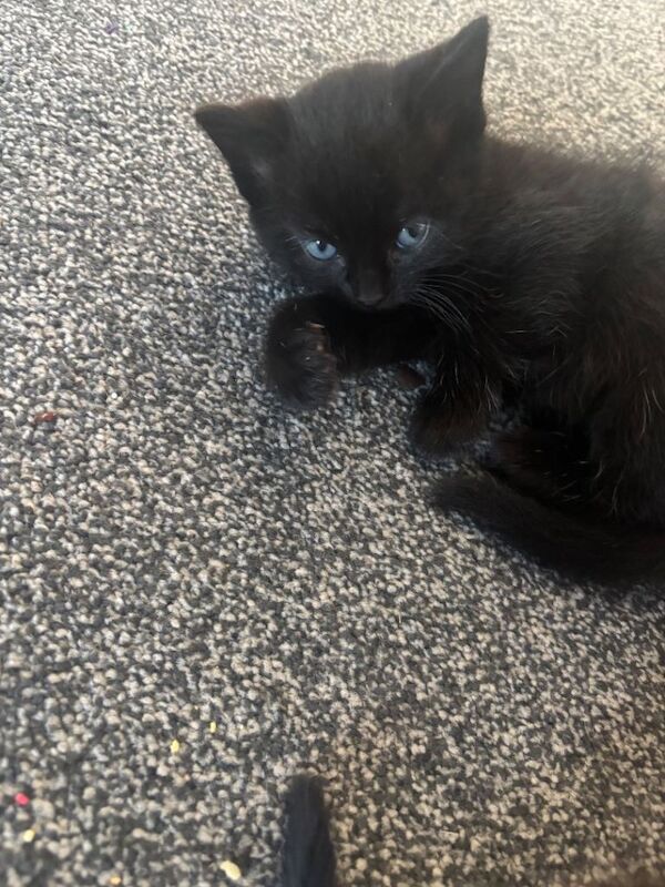 Ragdoll kittens for sale in South Gyle, City of Edinburgh – 6 weeks old