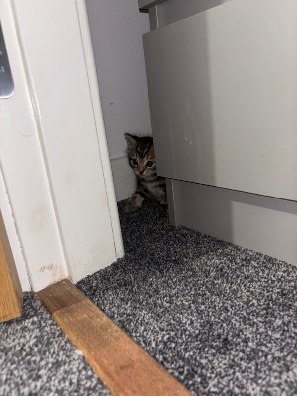 Ragdoll kittens for sale in South Gyle, City of Edinburgh – 6 weeks old - Image 2 of 5