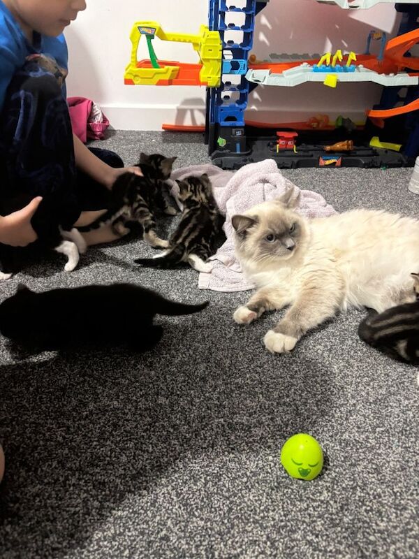 Ragdoll kittens for sale in South Gyle, City of Edinburgh – 6 weeks old - Image 3 of 5