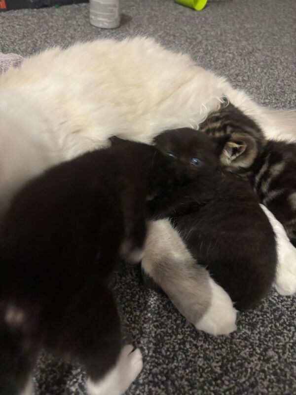 Ragdoll kittens for sale in South Gyle, City of Edinburgh – 6 weeks old - Image 4 of 5