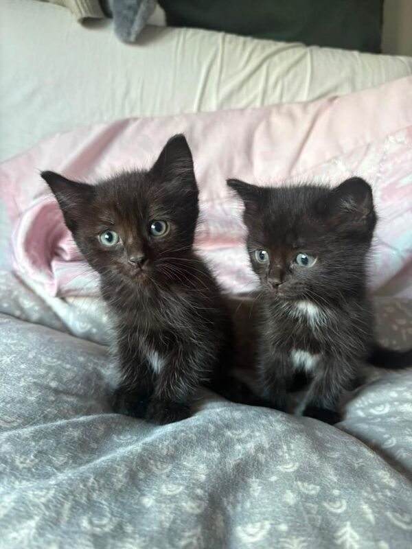 Half ragdoll kittens for sale