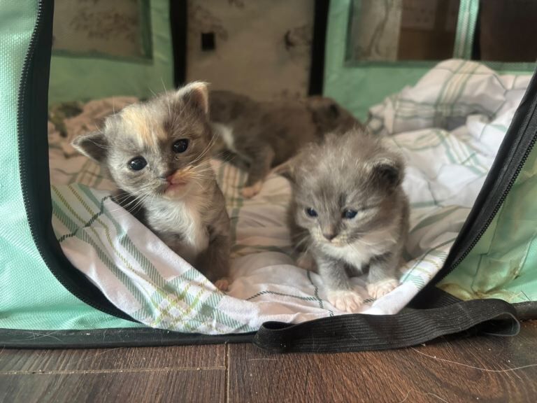Ragdoll Kittens For Sale Under £300