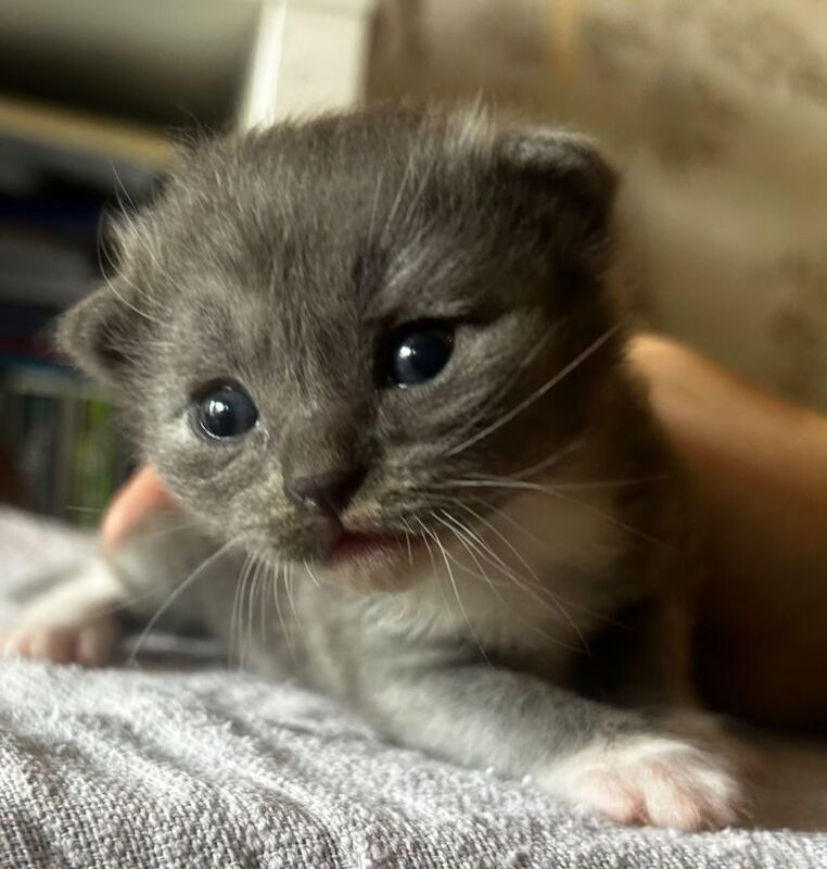Half Ragdoll kittens for sale - Image 2 of 5