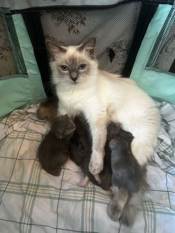Half Ragdoll kittens for sale - Image 3 of 5
