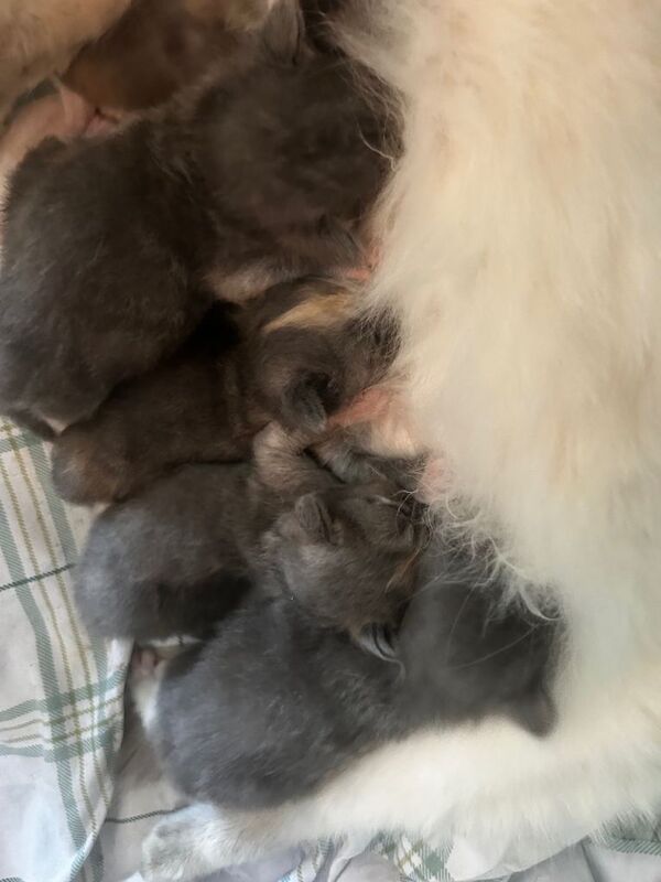 Half Ragdoll kittens for sale - Image 4 of 5