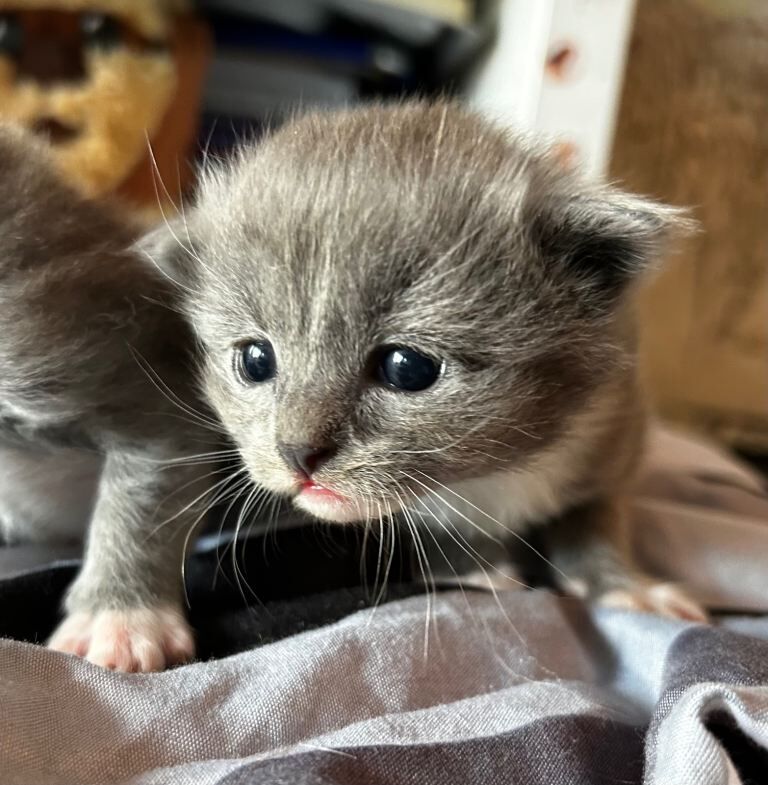 Half Ragdoll kittens for sale - Image 5 of 5