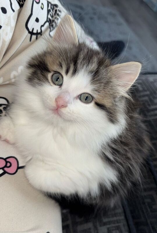 Ragdoll kittens for sale in Castle Bromwich, West Midlands – 10 weeks old - Image 2 of 3