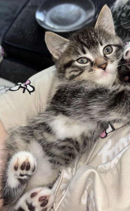 Ragdoll kittens for sale in Castle Bromwich, West Midlands – 10 weeks old - Image 3 of 3