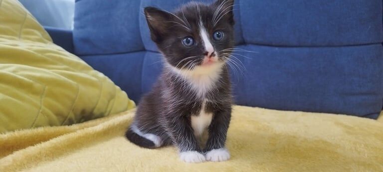 Ragdoll kittens for sale in Basingstoke, Hampshire – 4 weeks old