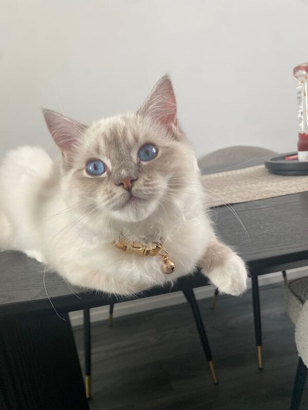 Ragdoll kittens for sale in South East London, London – 5 months old