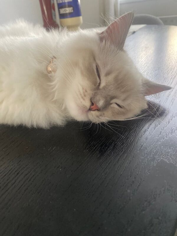 Ragdoll kittens for sale in South East London, London – 5 months old - Image 2 of 3