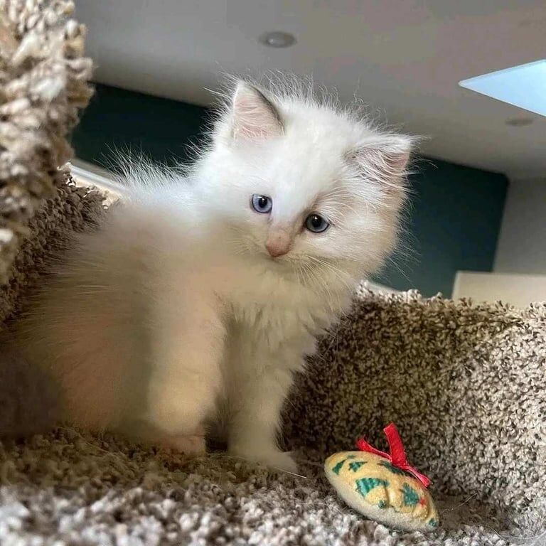 Ragdoll kittens for sale in Edinburgh, City of Edinburgh – 9 weeks old
