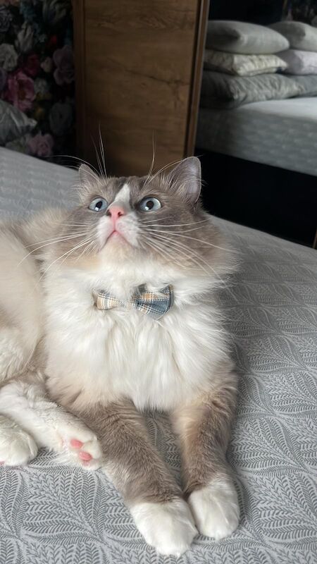 Handsome Ragdoll stud service!!