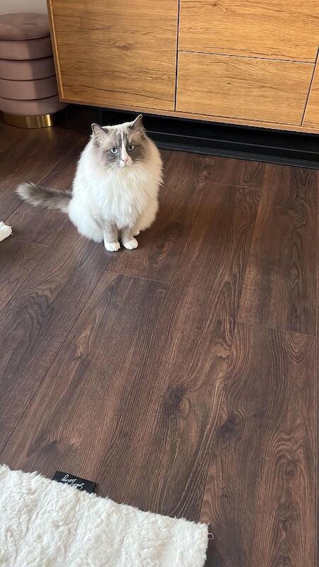 Handsome Ragdoll stud service!! - Image 2 of 9
