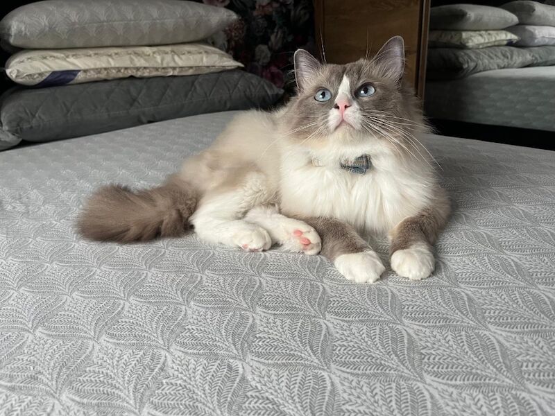 Handsome Ragdoll stud service!! - Image 3 of 9