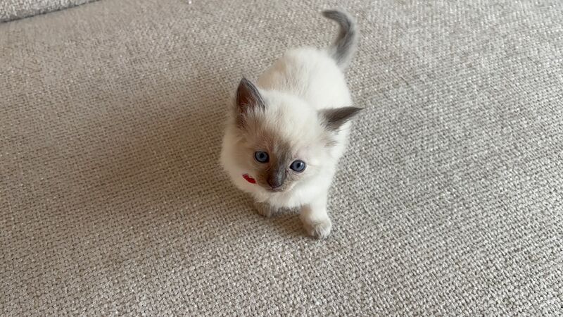 Handsome Ragdoll stud service!! - Image 4 of 9