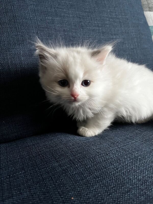Handsome Ragdoll stud service!! - Image 5 of 9