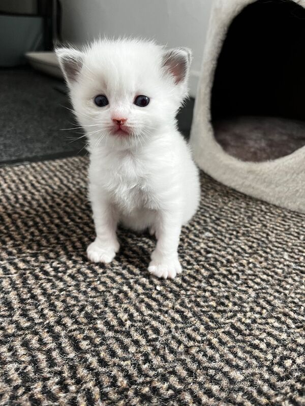 Handsome Ragdoll stud service!! - Image 6 of 9