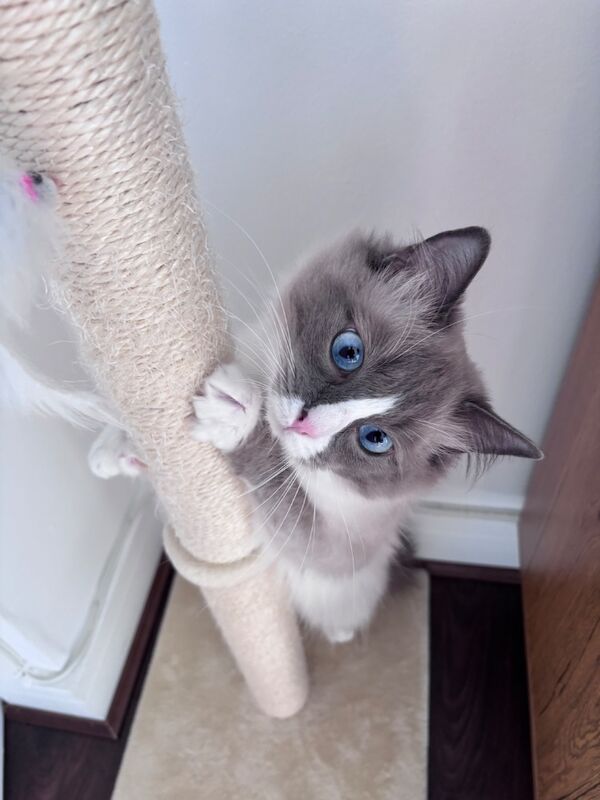 Handsome Ragdoll stud service!! - Image 7 of 9