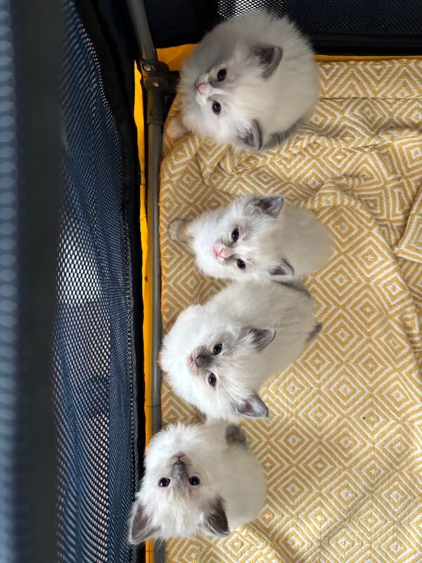 Handsome Ragdoll stud service!! - Image 8 of 9