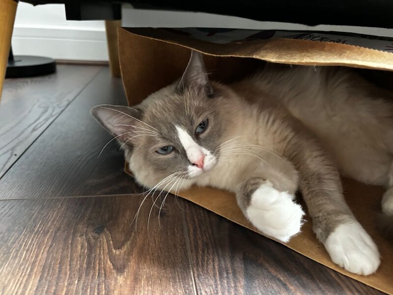 Handsome Ragdoll stud service!! - Image 9 of 9