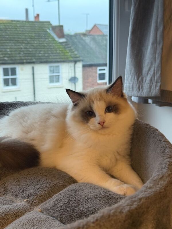 Ragdoll kittens for sale in Kidderminster, Worcestershire – 4 months old