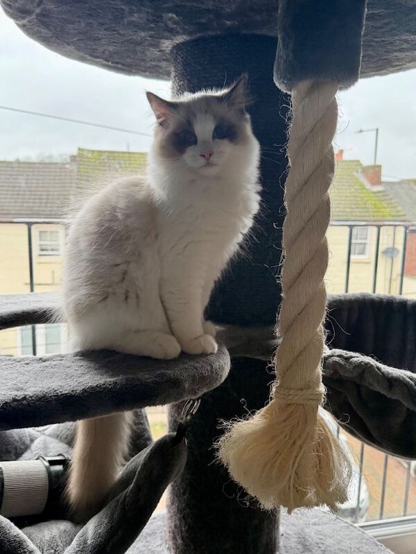 Ragdoll kittens for sale in Kidderminster, Worcestershire β 4 months old - Image 2 of 5