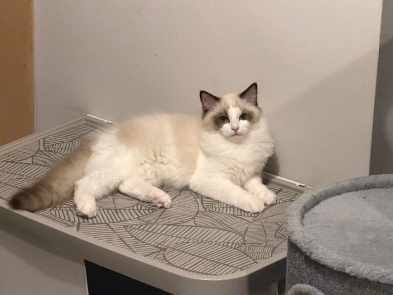 Ragdoll kittens for sale in Kidderminster, Worcestershire β 4 months old - Image 3 of 5