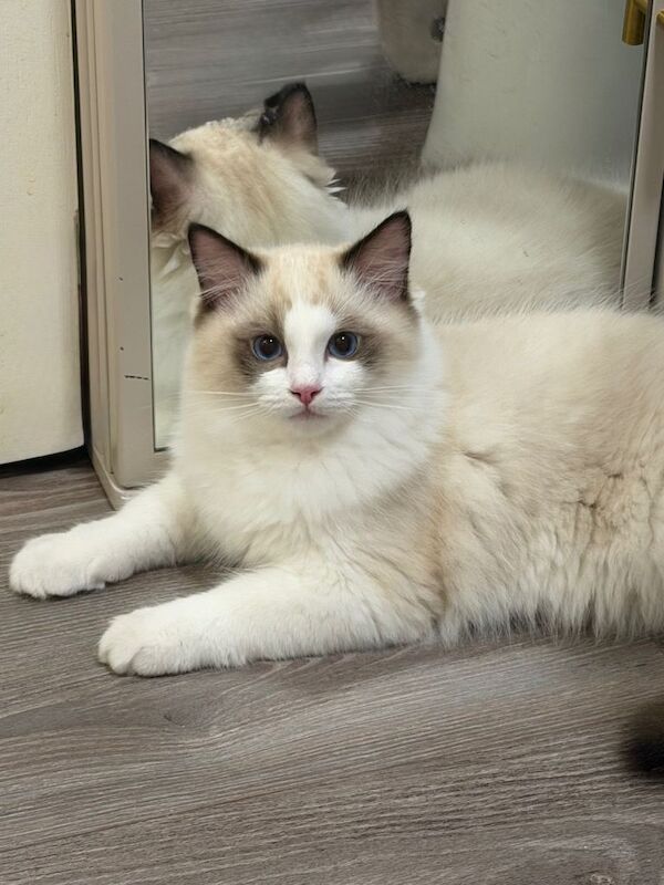 Ragdoll kittens for sale in Kidderminster, Worcestershire β 4 months old - Image 4 of 5