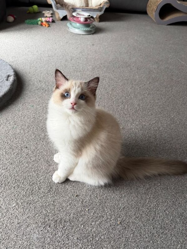 Ragdoll kittens for sale in Kidderminster, Worcestershire β 4 months old - Image 5 of 5