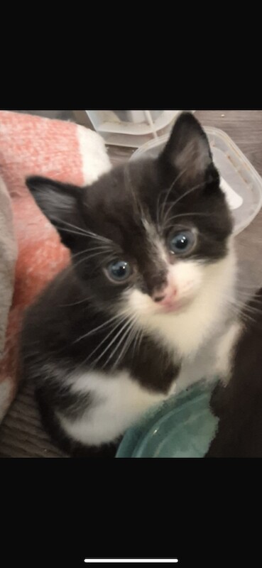 Ragdoll Kittens For Sale