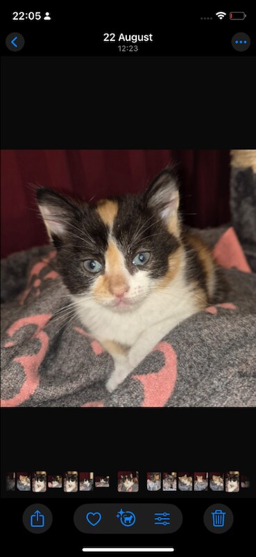 Harf rag doll kittens - Image 2 of 5