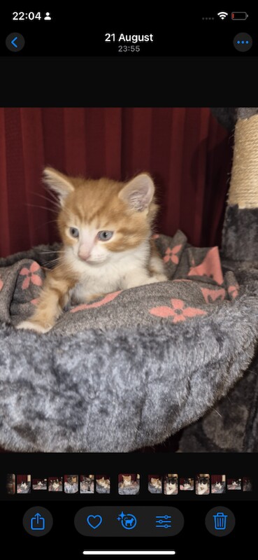 Harf rag doll kittens - Image 3 of 5