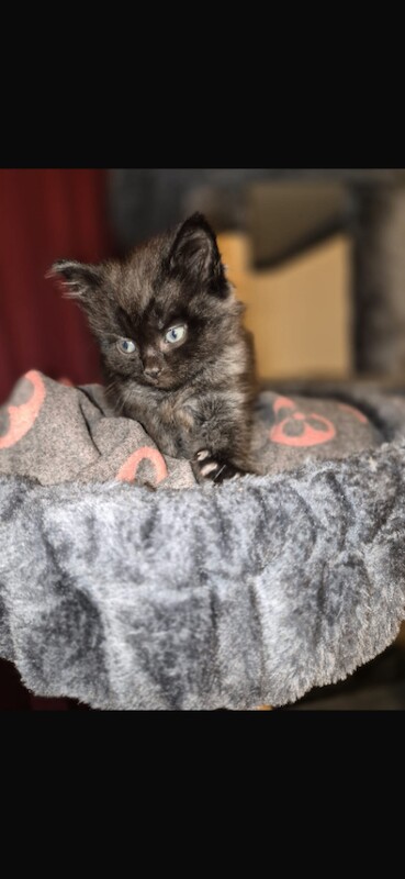 Harf rag doll kittens - Image 4 of 5