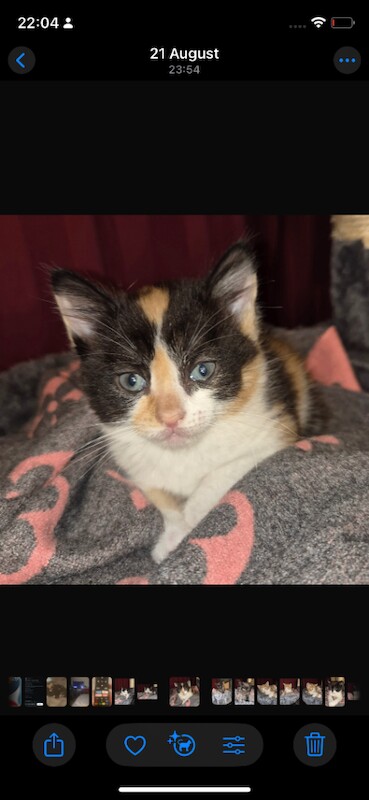 Harf rag doll kittens - Image 5 of 5