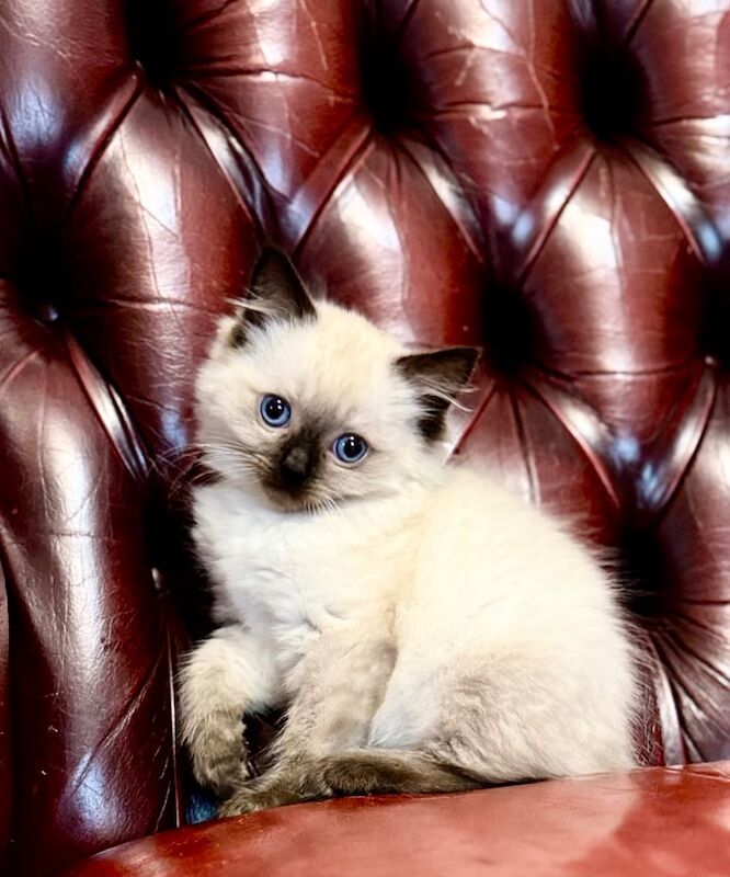 Ragdoll kittens for sale in Loughborough, Leicestershire – 9 weeks old