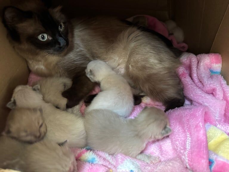 Ragdoll kittens for sale in Loughborough, Leicestershire – 9 weeks old - Image 2 of 3