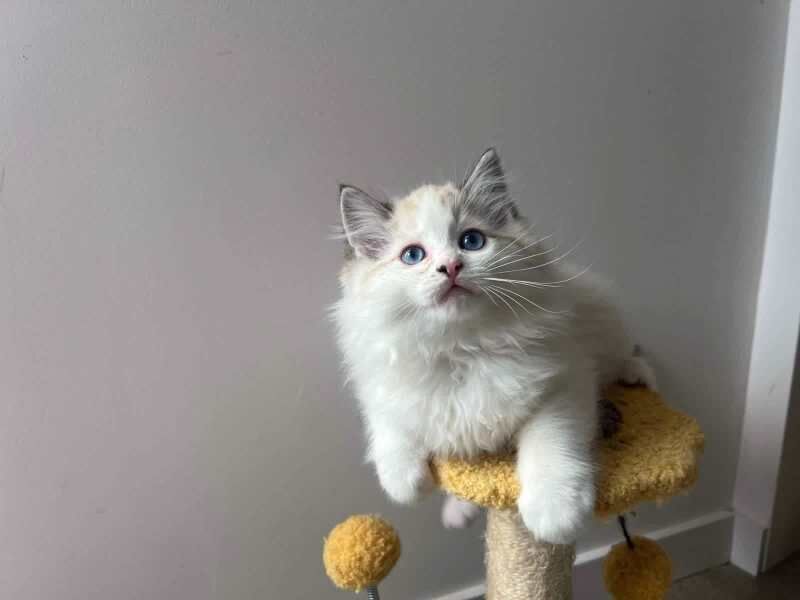 Home Raised Ragdoll Kittens. for sale in Brentwood, Essex