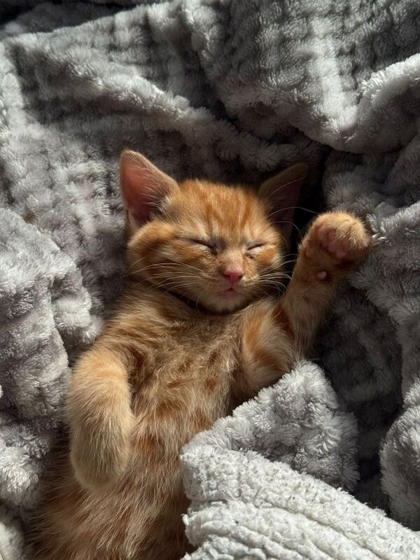 Kitten