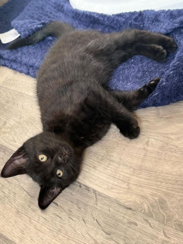 Kitten - Image 2 of 5