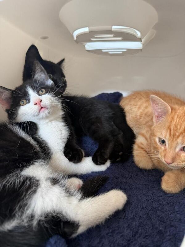 Kitten - Image 3 of 5