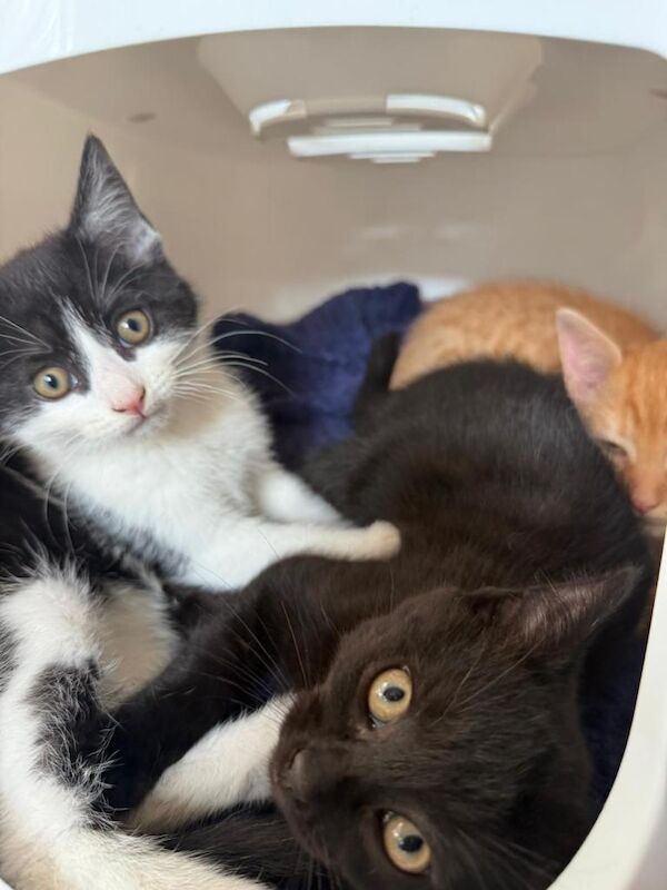 Kitten - Image 4 of 5
