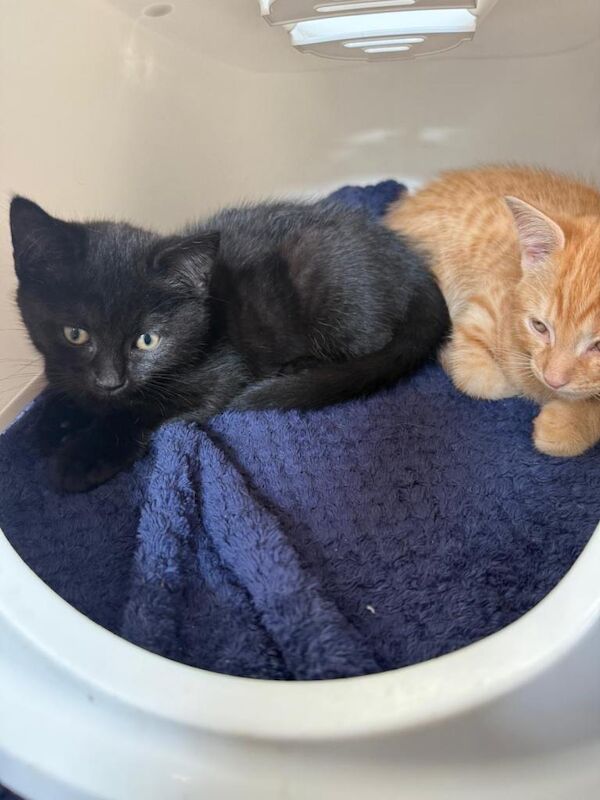 Kitten - Image 5 of 5