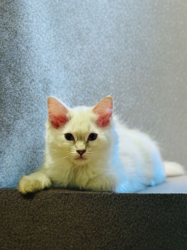 Ragdoll kittens for sale in Salford, Greater Manchester – 3 months old