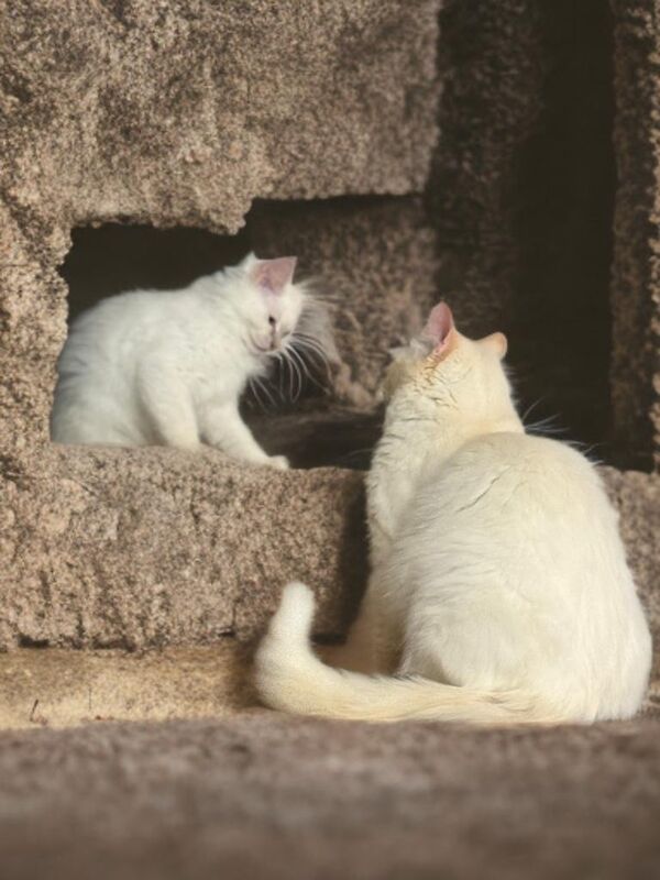 Ragdoll kittens for sale in Salford, Greater Manchester – 3 months old - Image 2 of 9