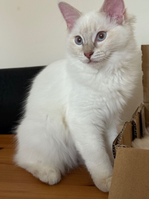 Ragdoll kittens for sale in Salford, Greater Manchester – 3 months old - Image 3 of 9